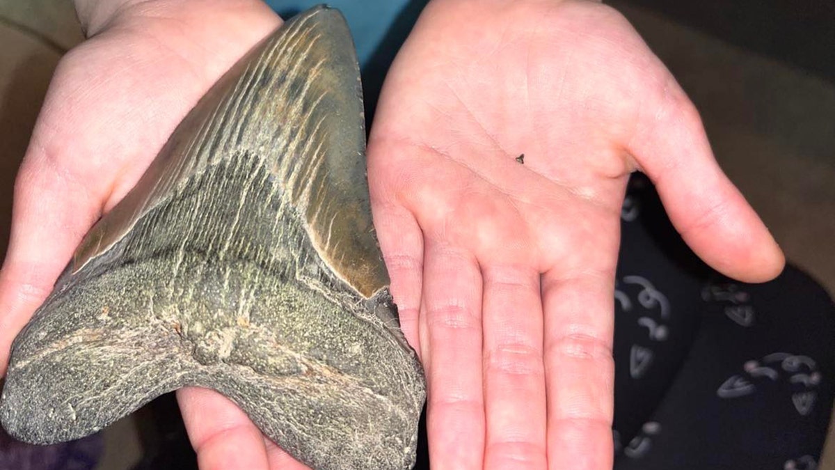 megalodon tooth comparison