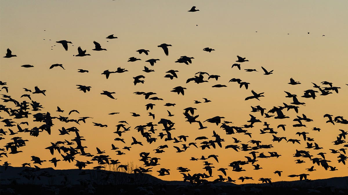 Researchers believe the 2020 mass bird die-off in New Mexico was possibly caused by climate change. Pictured: A flock of Snow Geese flying in the Bosque del Apache National Wildlife Refuge, New Mexico.