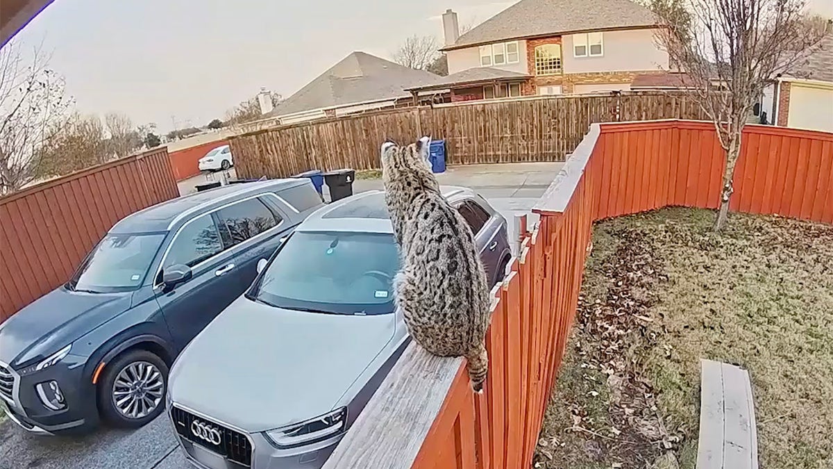 texas bobcat ring doorbell