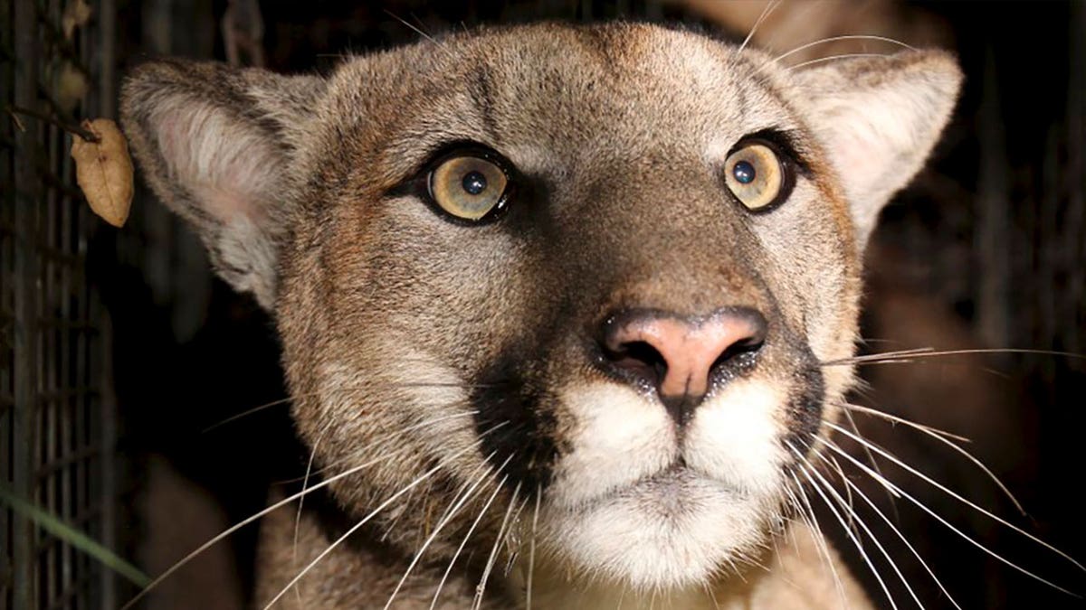 Cougar found dead in CA