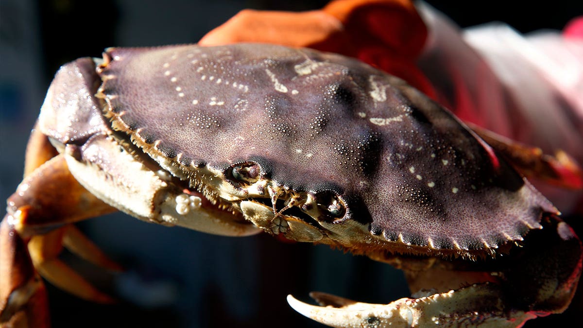 Dungeness crab