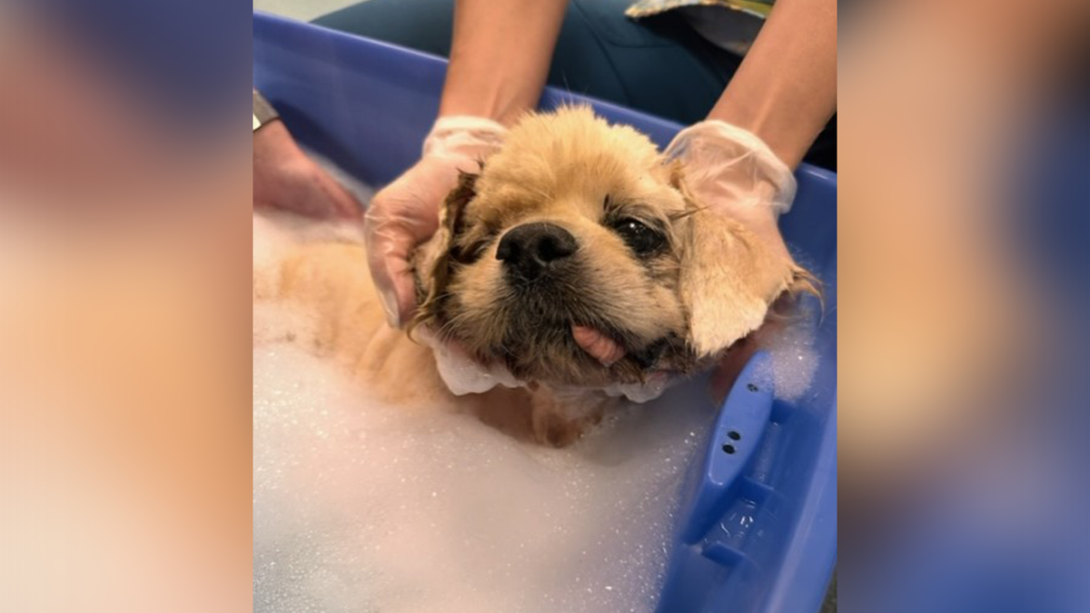 Dog getting bathed