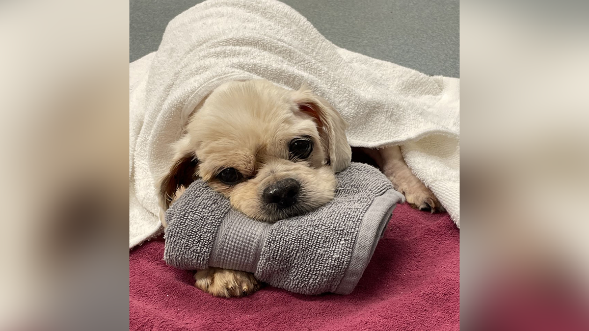 Dog after bath