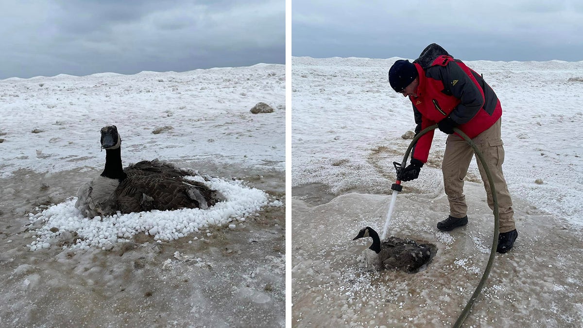 goose frozen in sand split