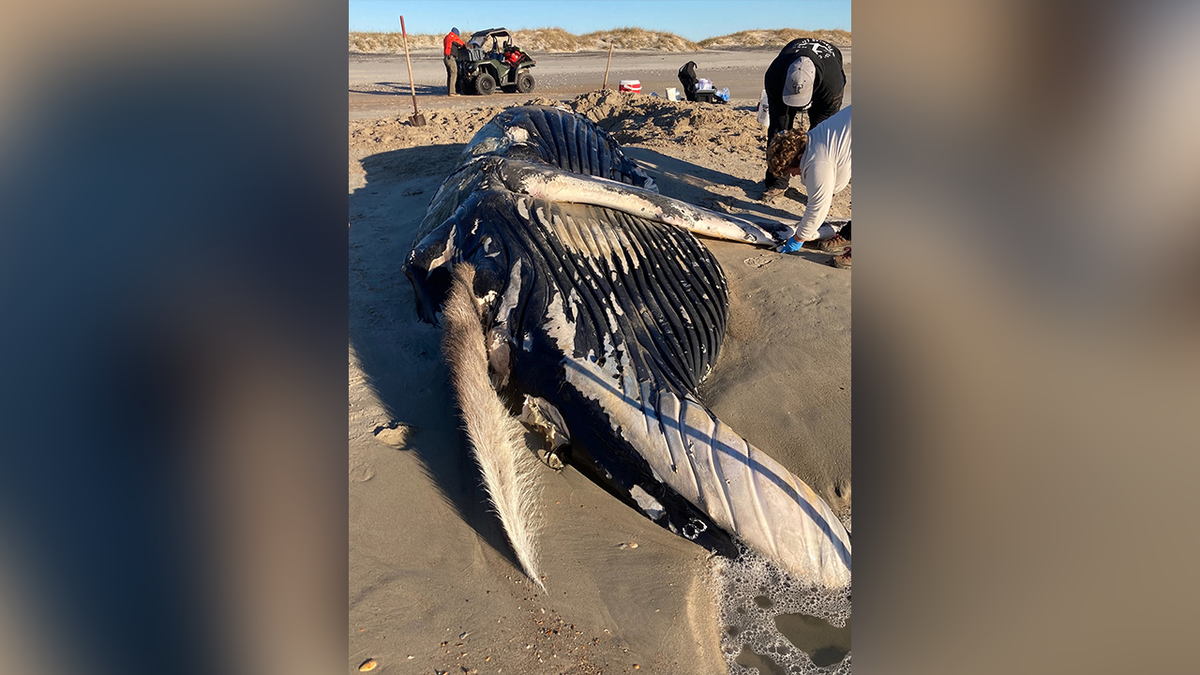 Humpback found dead in NC