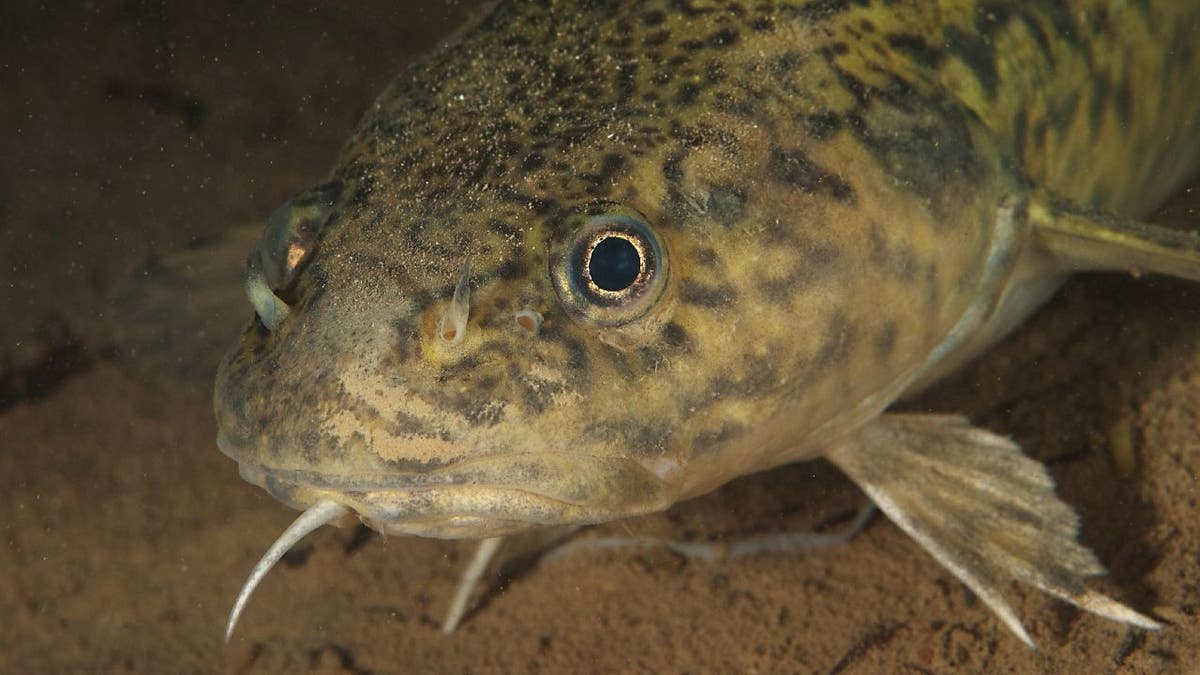 Close up of burbot