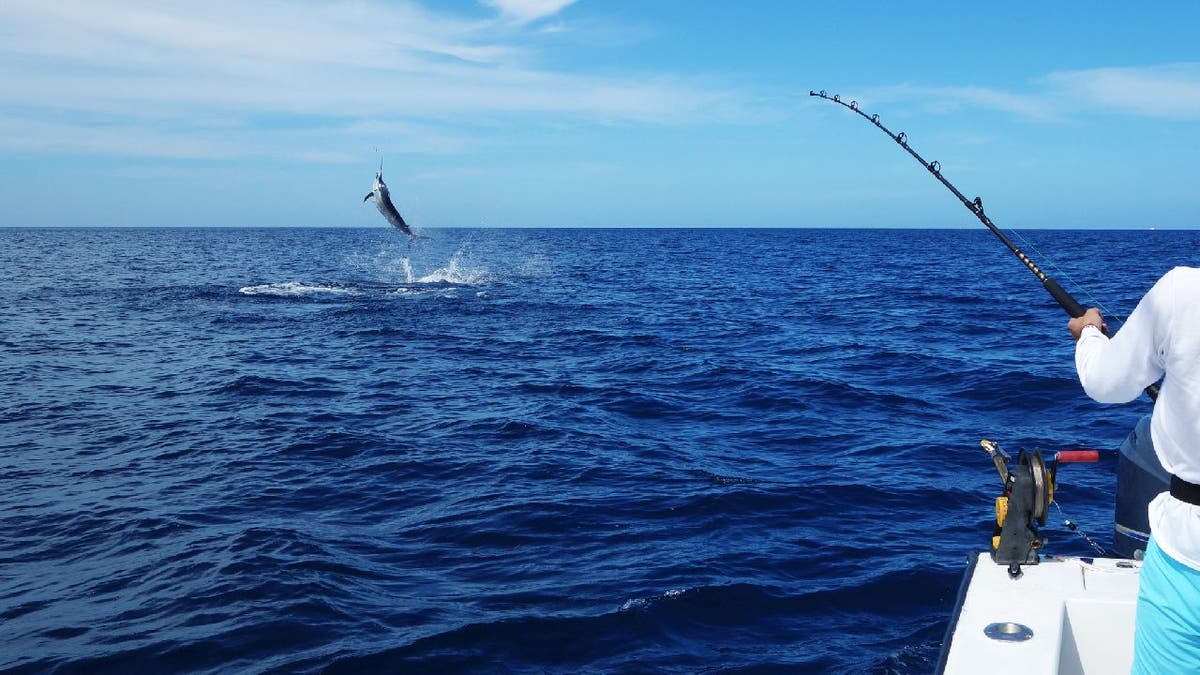 Fisherman reels in swordfish