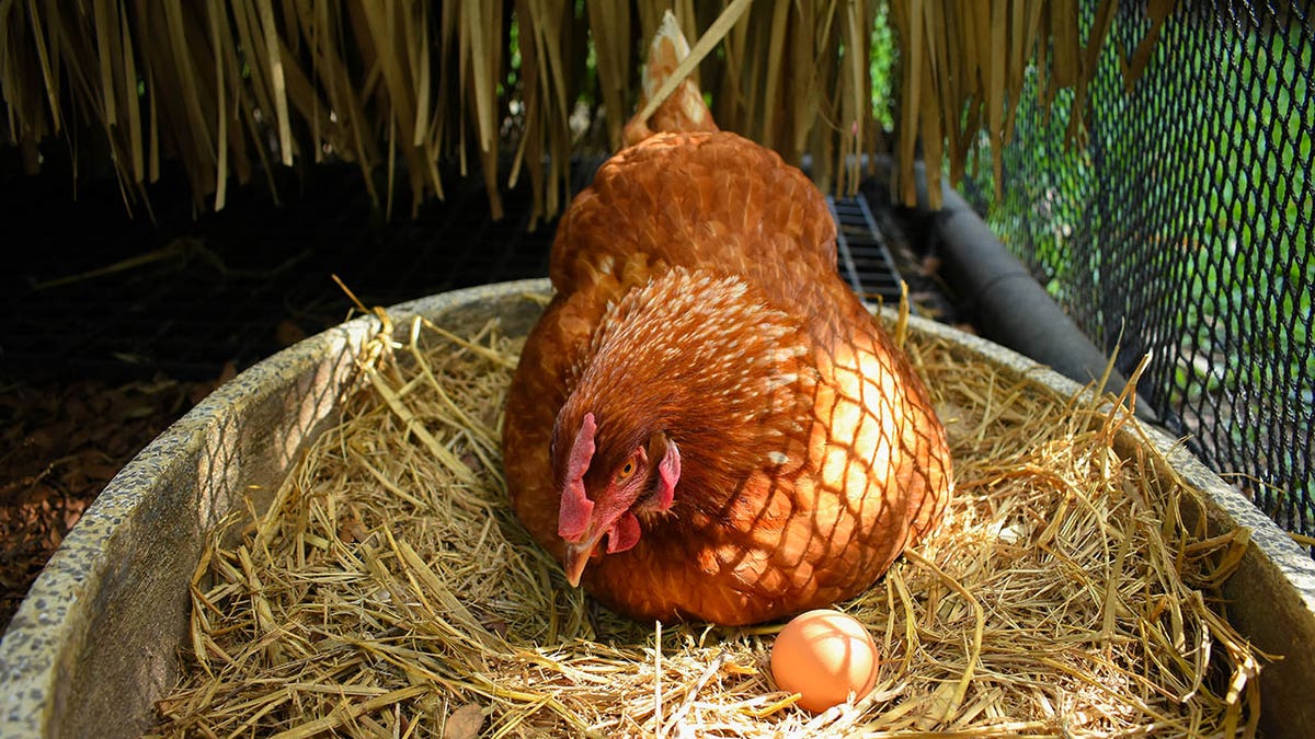 chicken laying eggs