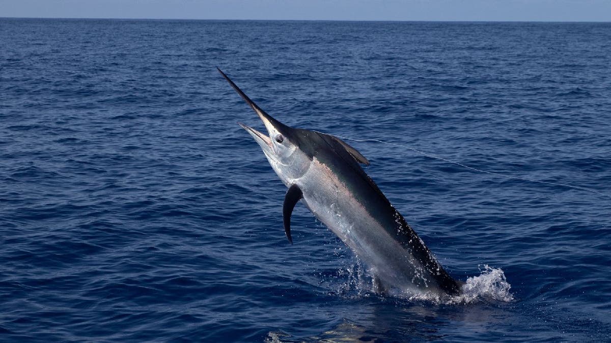 Swordfish jumps from water