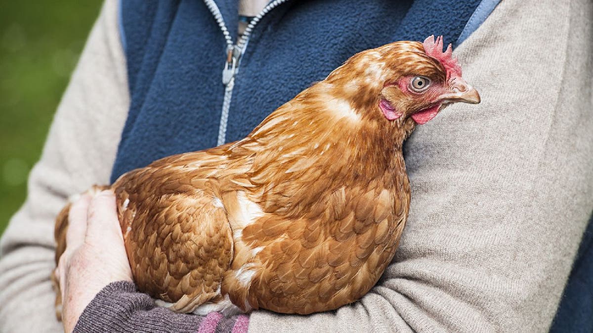 Person carries chicken in arms