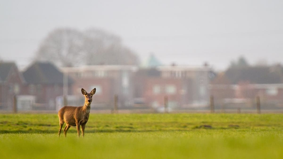 Deer in city