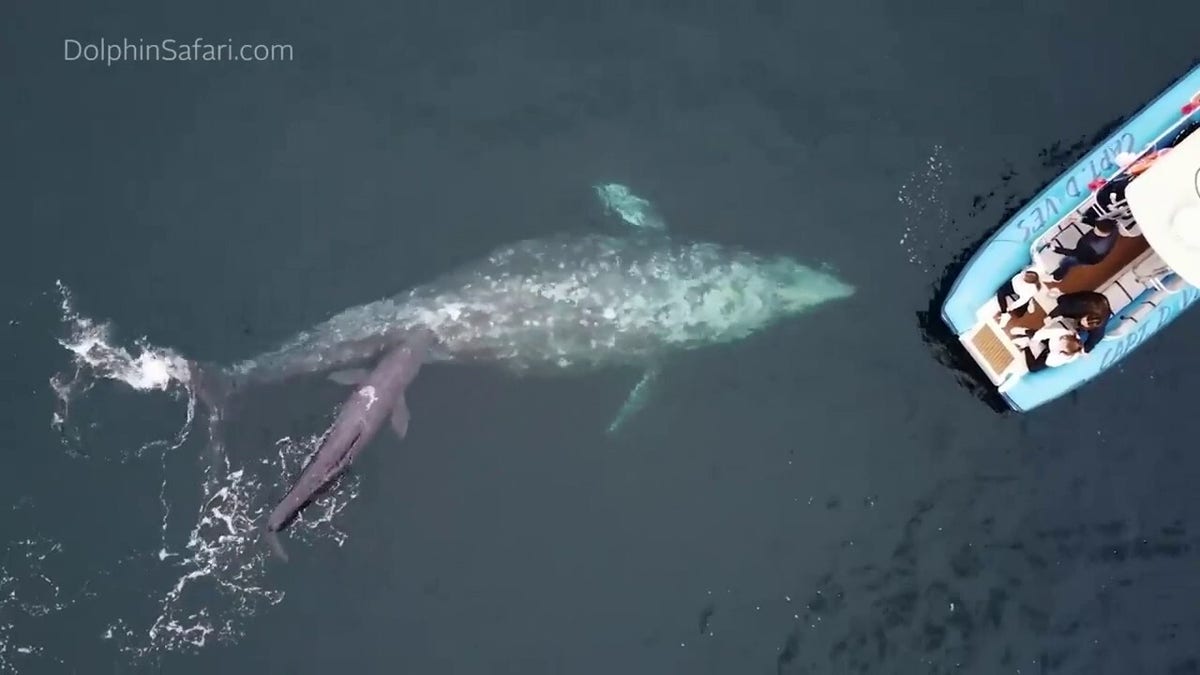 The gray whale mother and newborn calf