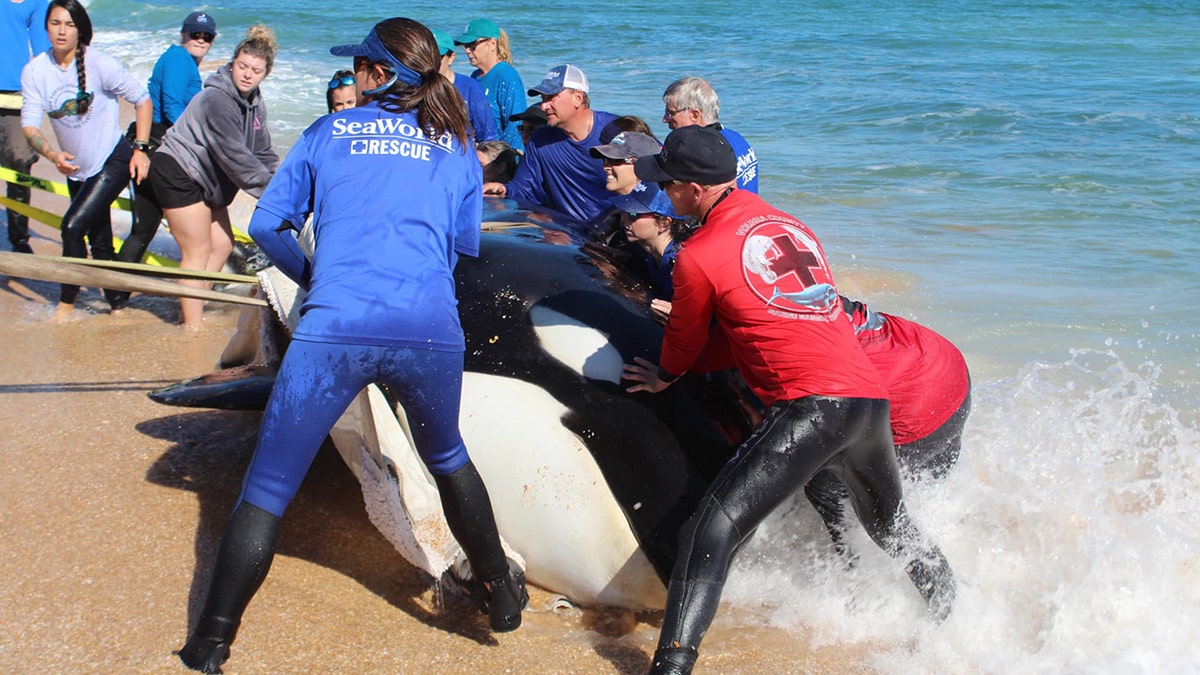 SeaWorld rescuers work on dead killer whale
