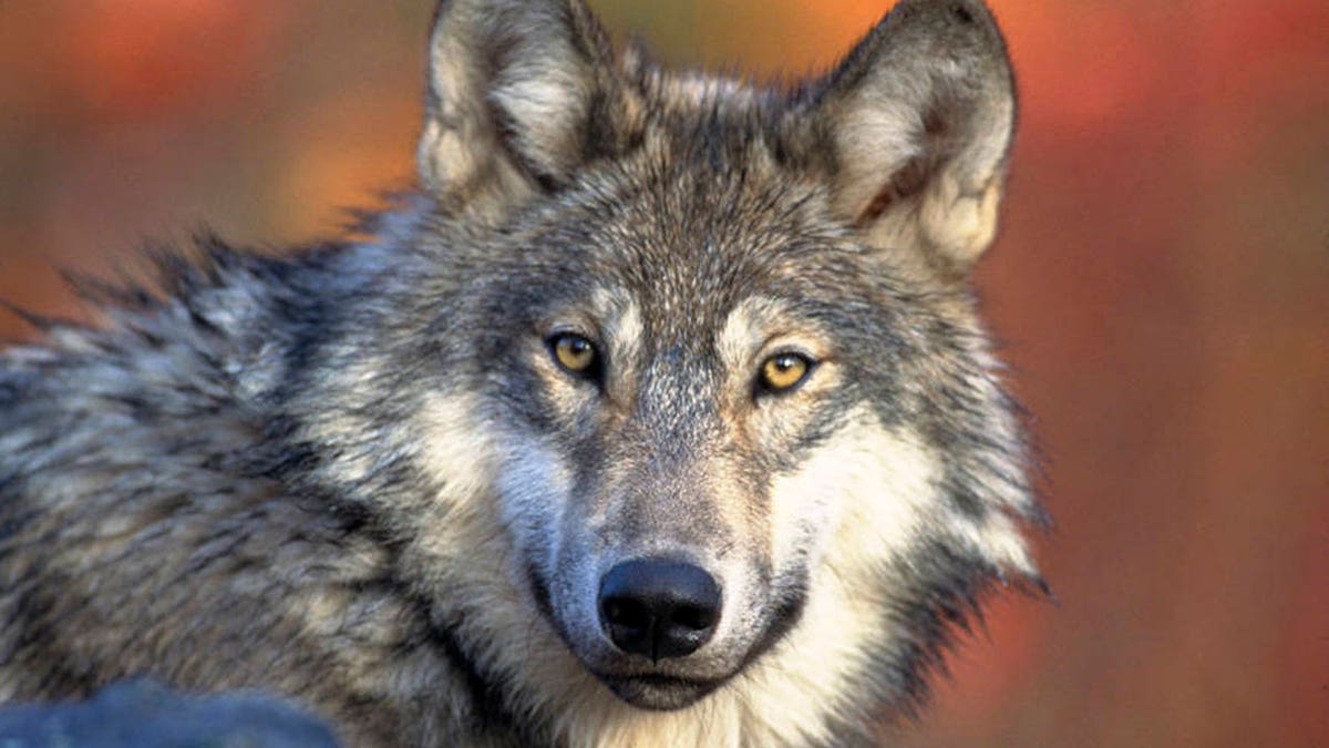 Michigan gray wolves