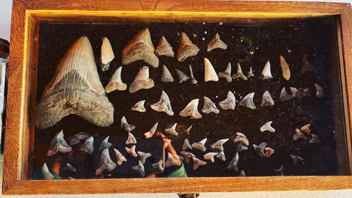 molly megalodon fossil collection