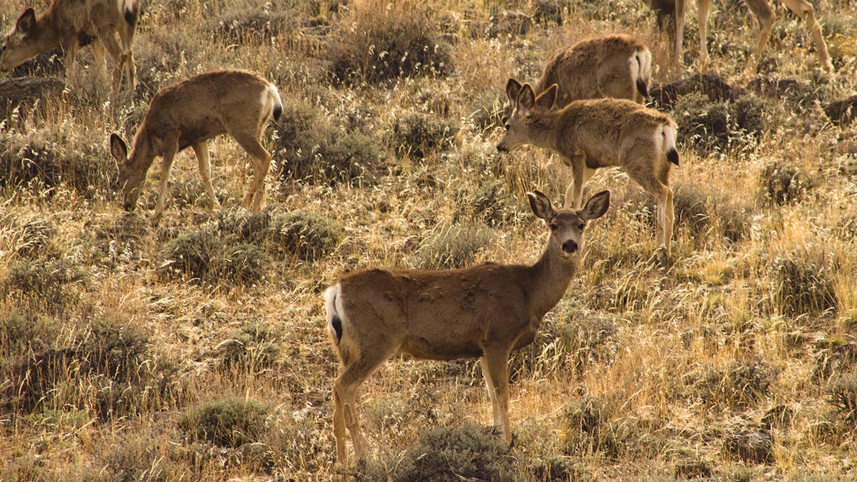 Mule deer in NV