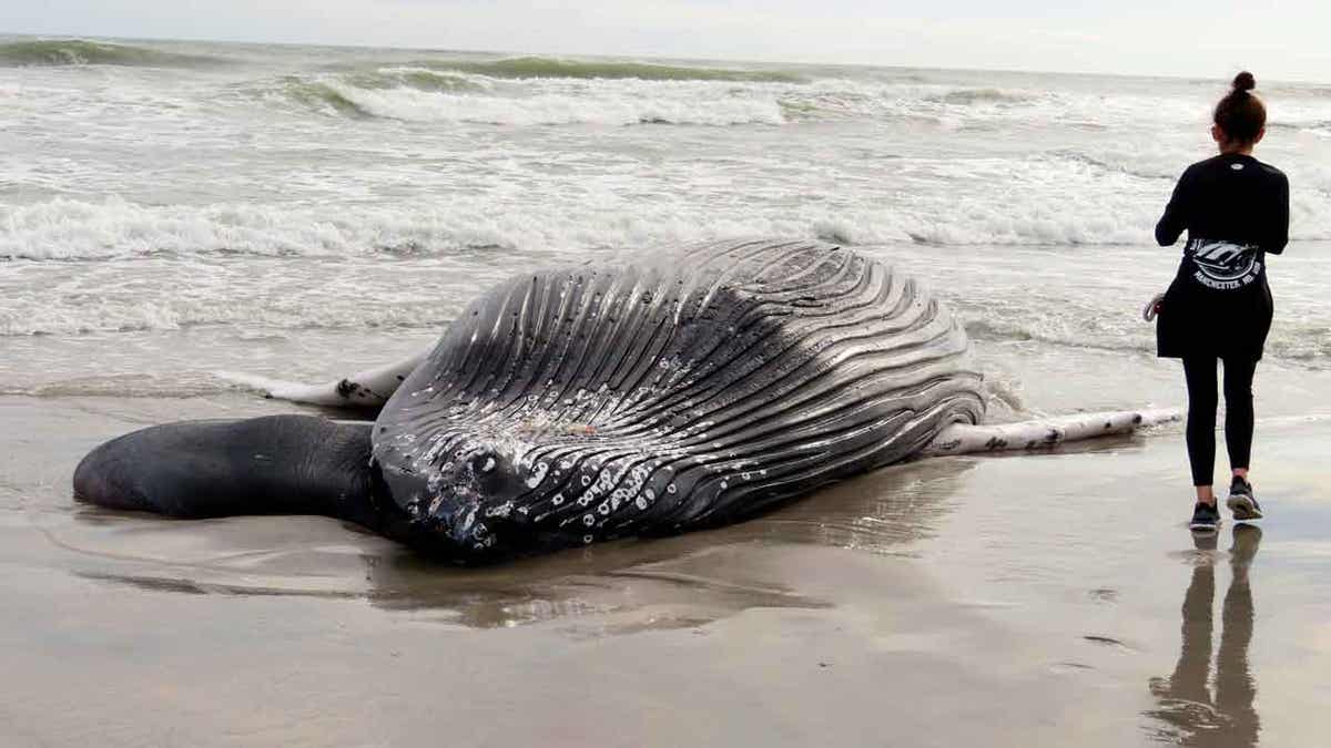 Dead whale in NJ