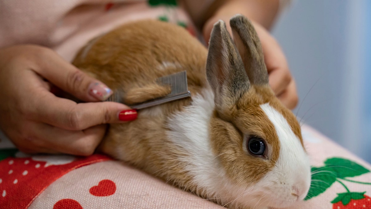 Pet rabbits are so popular in one city, 'luxury bunny resorts' have ...