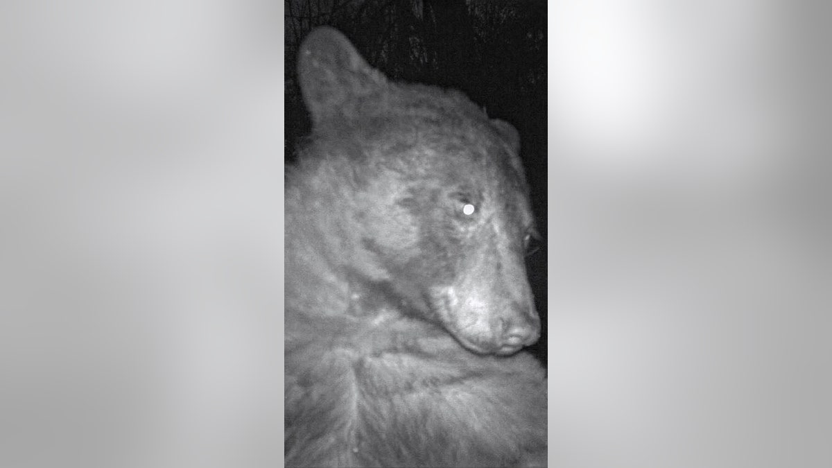 Bear selfies