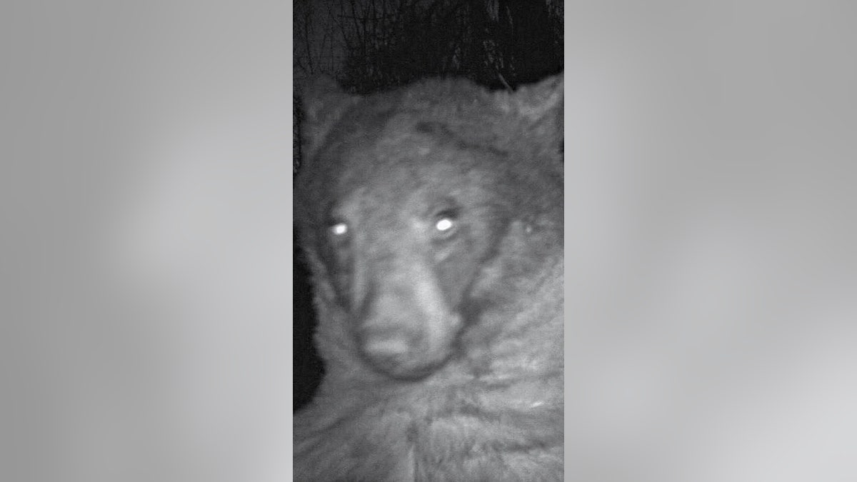 Bear selfies