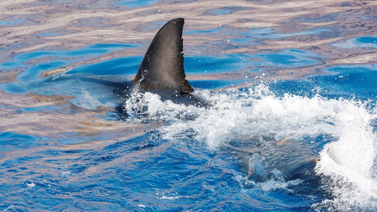 Great white shark in Mexico