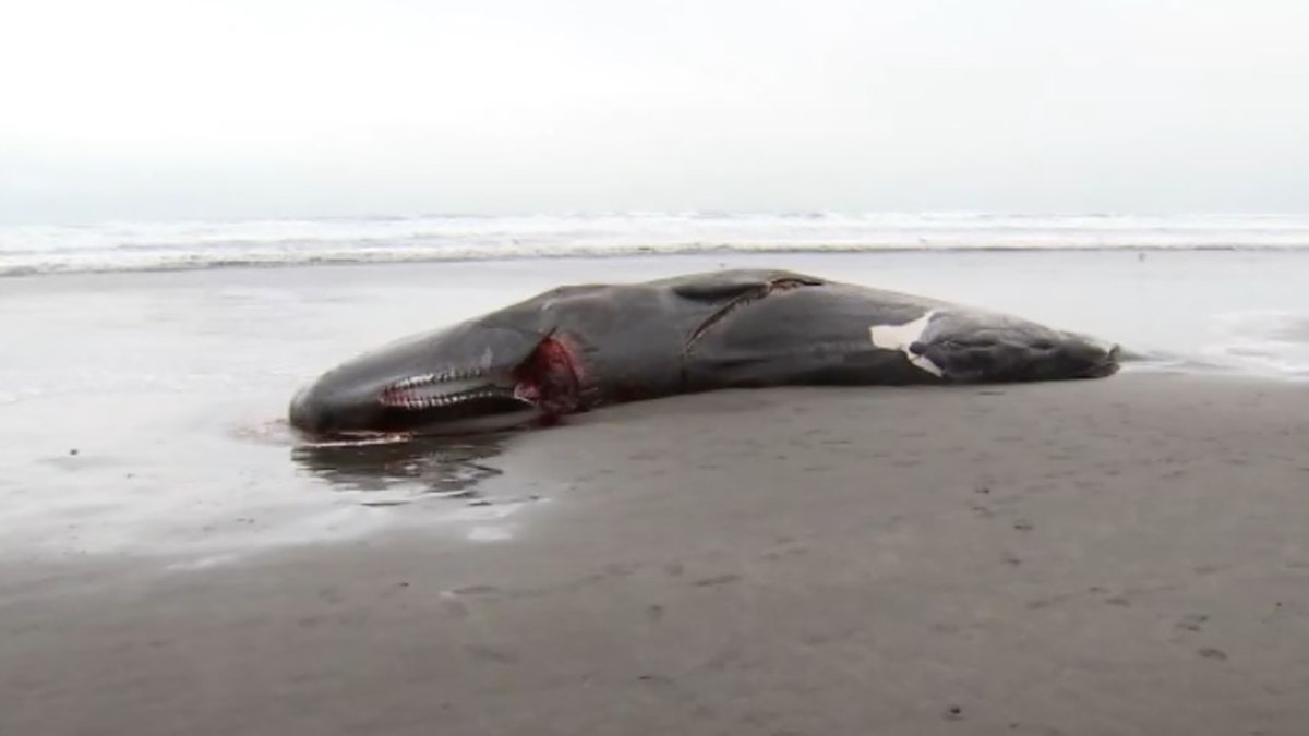 sperm whale carcass