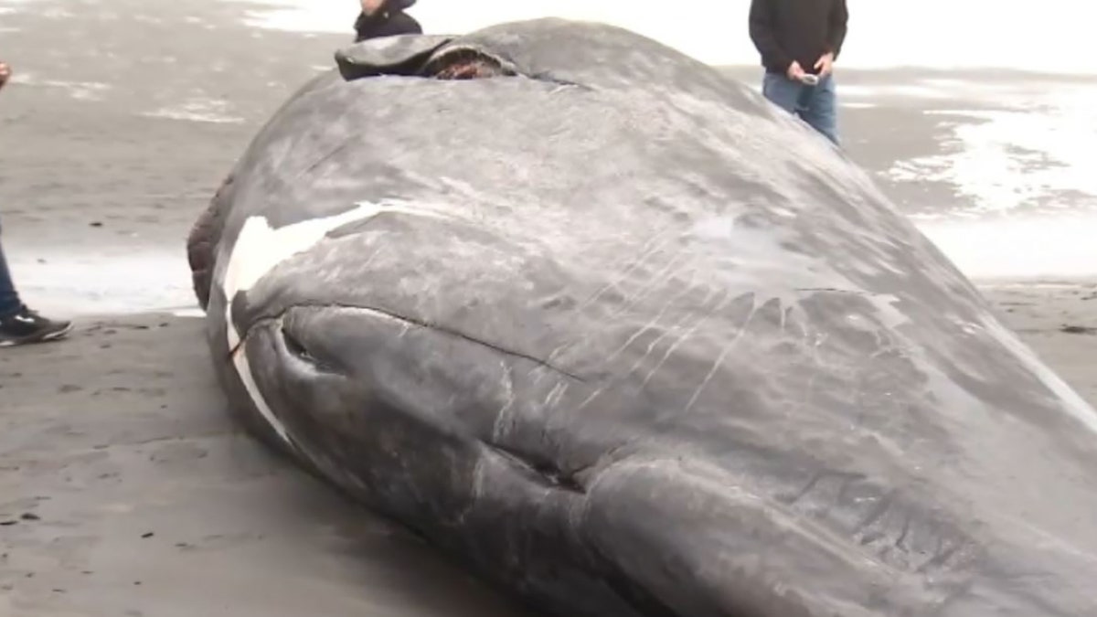 sperm whale carcass