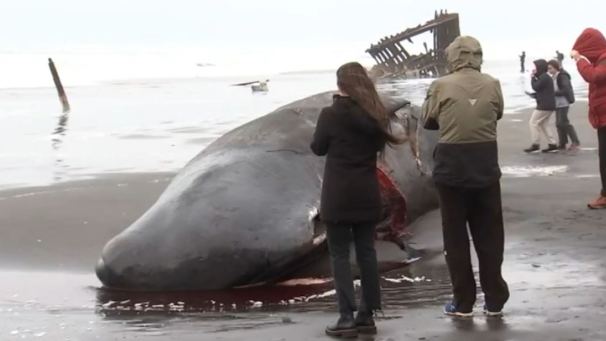 dead sperm whale on beach