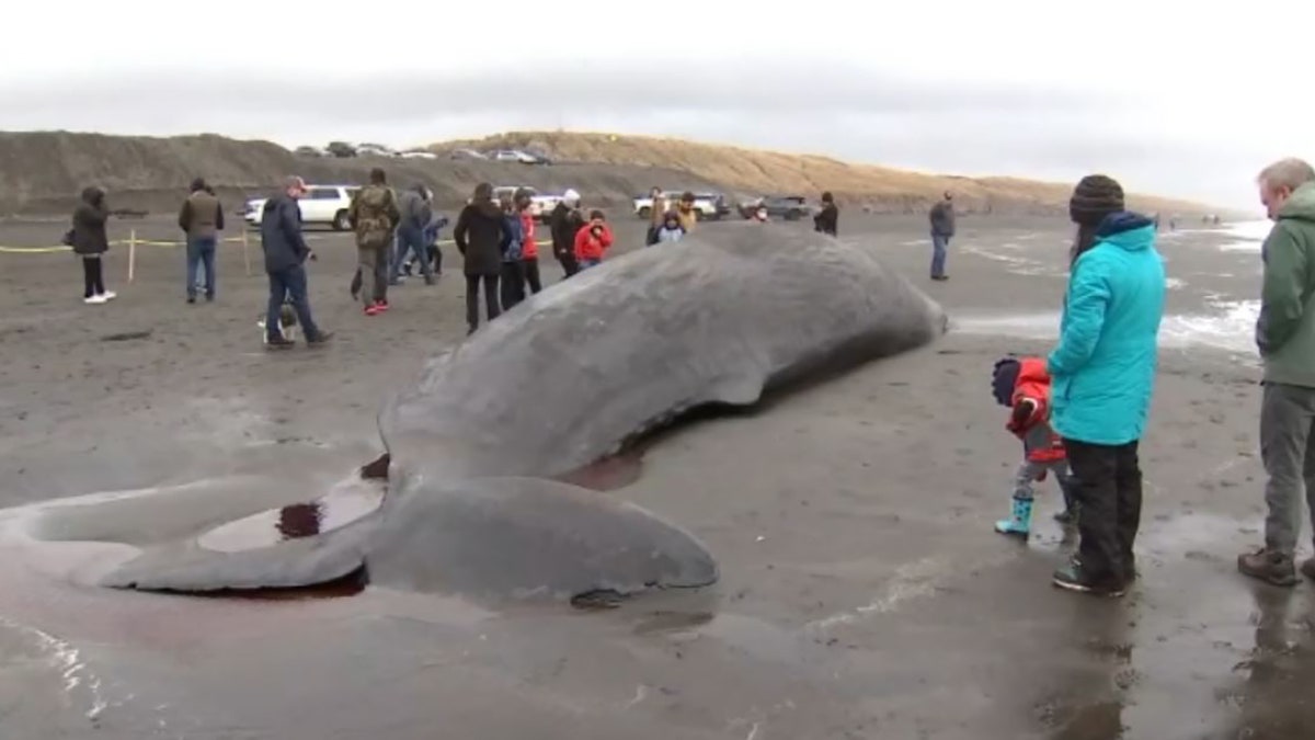 dead sperm whale on beach