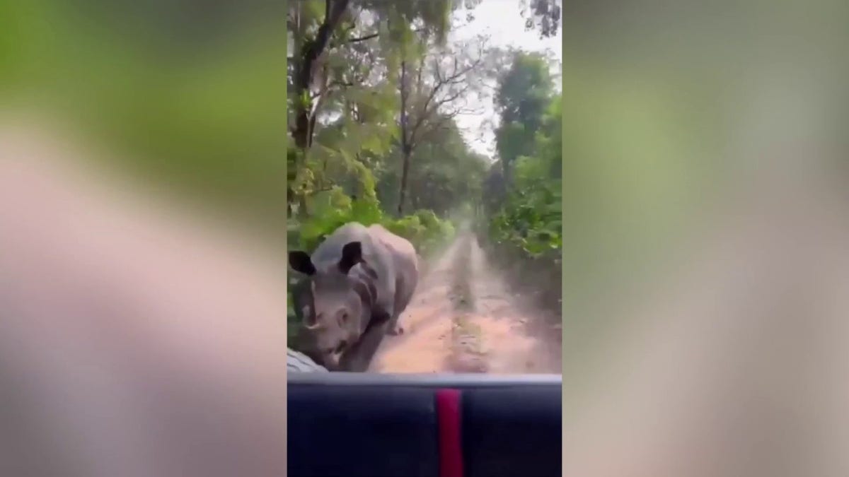 Assam India National park rhino