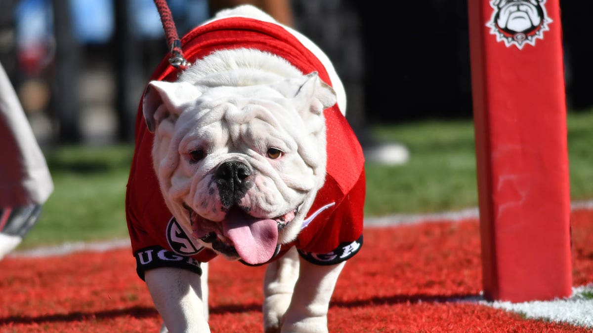 Uga the dog on field