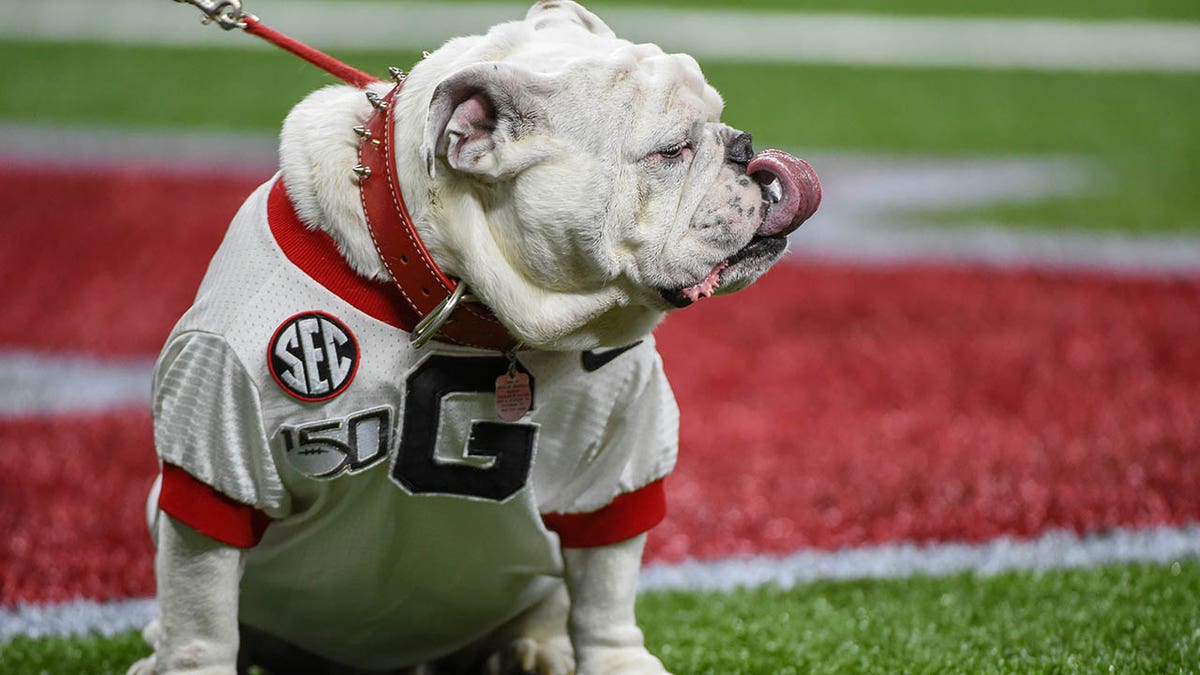 Uga on the field