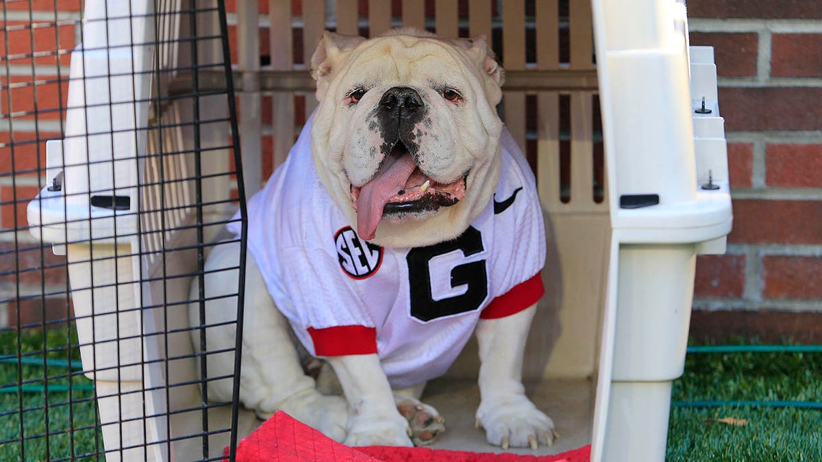 Uga the bulldog