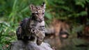 Dallas police open criminal investigation after clouded leopard escapes from zoo exhibit