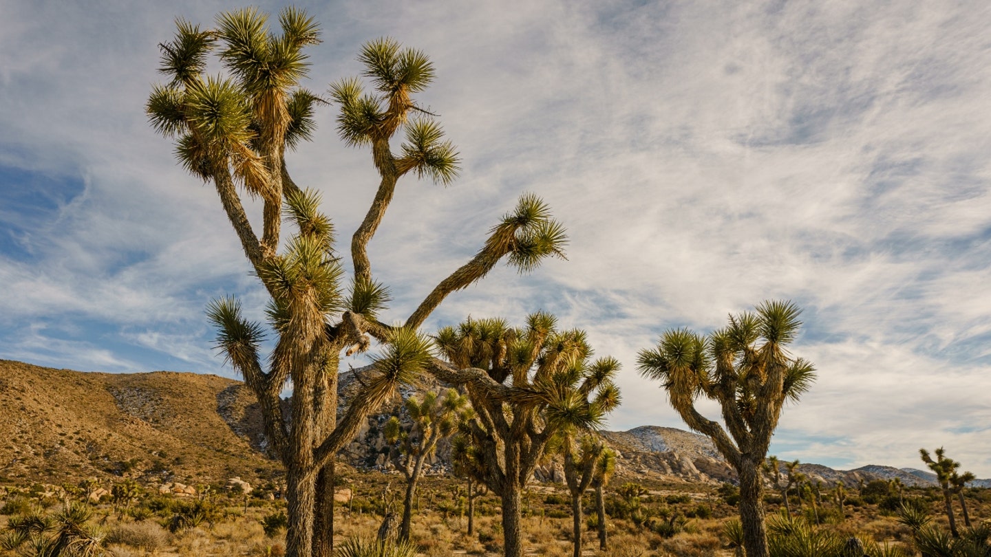 Vandalism at Joshua Tree National Park: German Tourists Cited in Paintball Rampage