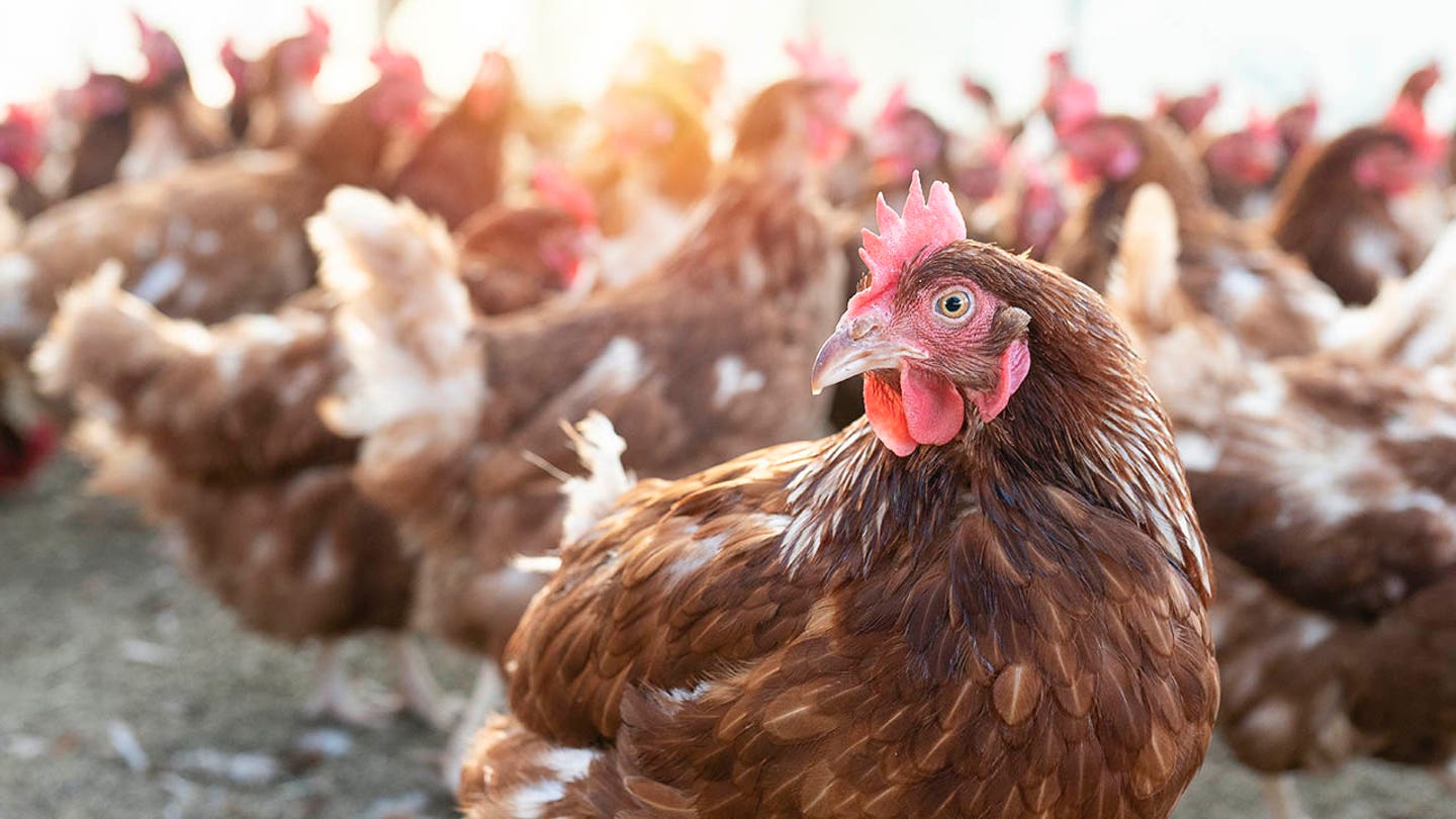 Unruly Fowl: Feral Chickens Terrorize British Village, Attracting Rats