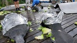 Cold stress syndrome can happen when manatees do not migrate to warmer waters during the winter.