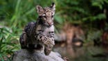 clouded leopard jumps