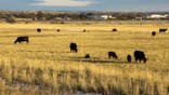 Cattle in Hardin, Montana