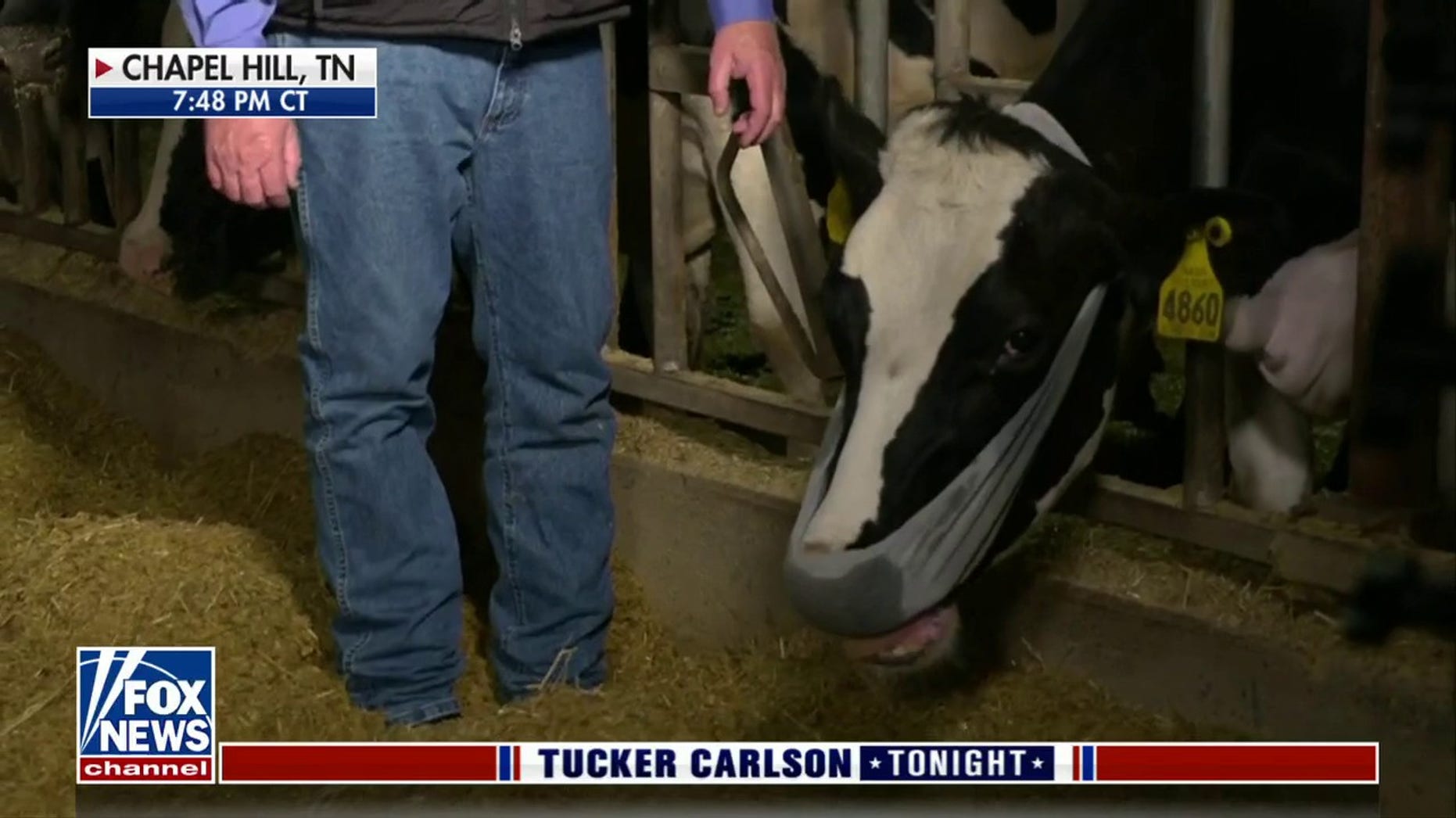 Farmer against forcing cows to wear diapers to contain methane