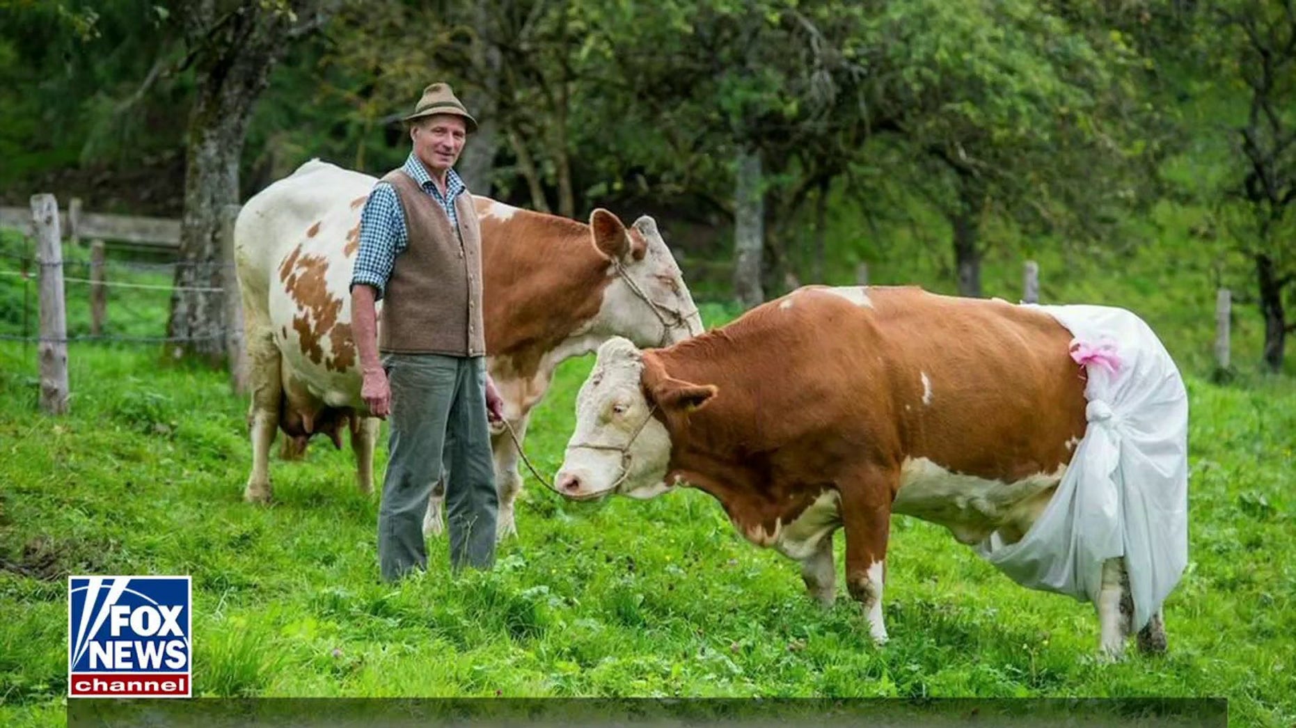 Farmer against forcing cows to wear diapers to contain methane