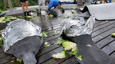 Zoo Tampa concerned about manatee death toll: 'It's very disturbing'