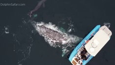 California whale watchers experience 'once-in-a-lifetime sighting' of gray whale, newborn calf