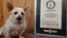 Guinness World Records names 23-year-old Chihuahua mix from Ohio world's oldest living dog