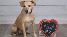 Adoptable senior pup in Kentucky stuns in adorable JCPenney pet portraits