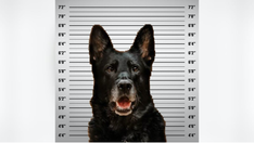 Michigan K-9's mugshot goes viral after police accuse pup of stealing officer's lunch