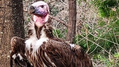 Dallas Zoo offers $10K reward after vulture's ‘suspicious’ death