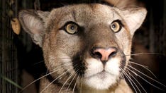 Cougar studied by CA biologists found dead likely due to vehicle collision