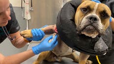 Vegas police investigating after dog found shot multiple times and with fractured skull