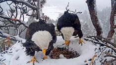 Web cam catches CA bald eagle delivering 2 eggs in nest